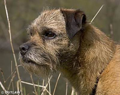 Badgerbeck Stentorian gen. "Monty"